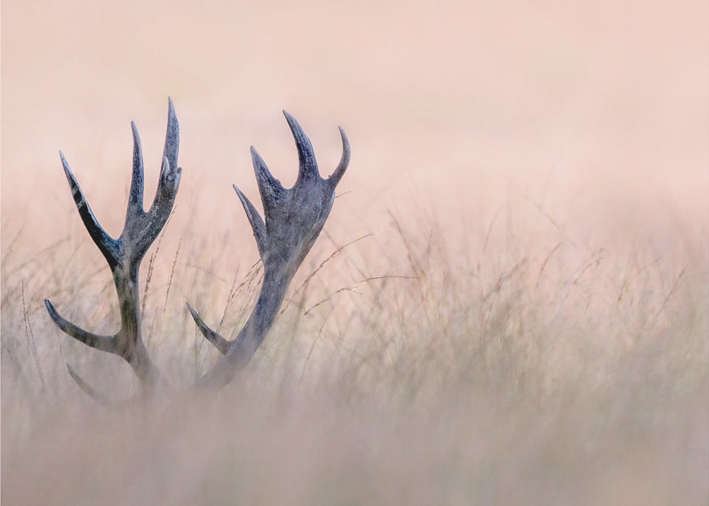 Wall art   Hide & Seek ( Horn of Stag)