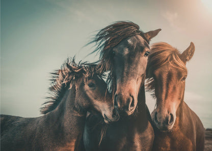 Wall art Family portrait Horses Canvas Print