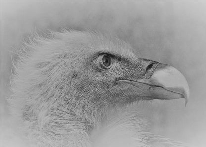 Wall art Bald eagle
