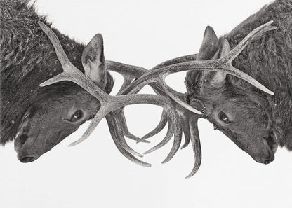 Wall art Eye to Eye - Elk fight