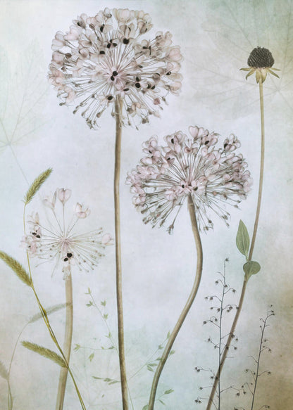 Wall Art Allium