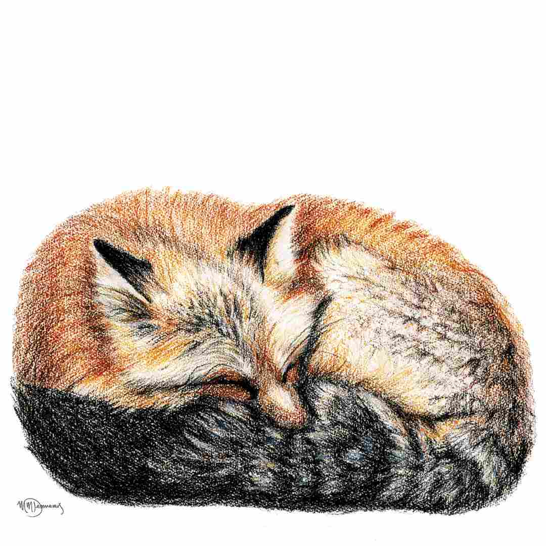 Sleeping fox Sticker for Water Bottle, Agenda or Computer